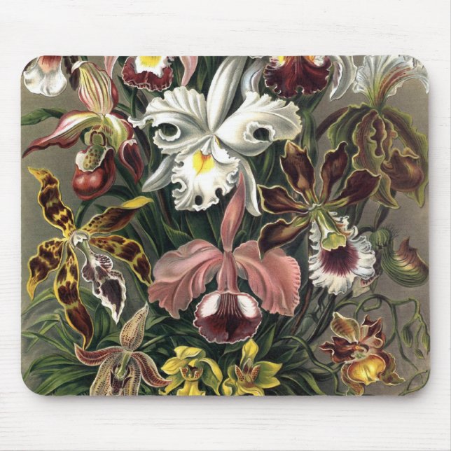 Mousepad Ernst Haeckel - Orchideae Detail1 (Frente)