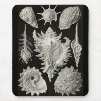 Mousepad Ernst Haeckel - Prosobranchia