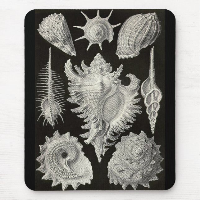 Mousepad Ernst Haeckel - Prosobranchia (Frente)