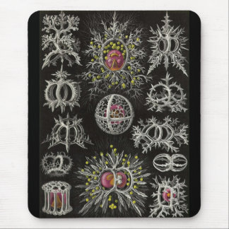Mousepad Ernst Haeckel - Stephoidea