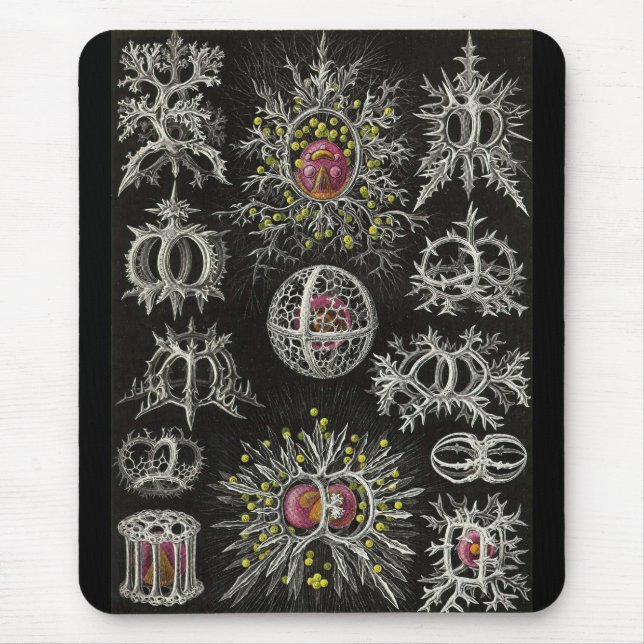 Mousepad Ernst Haeckel - Stephoidea (Frente)