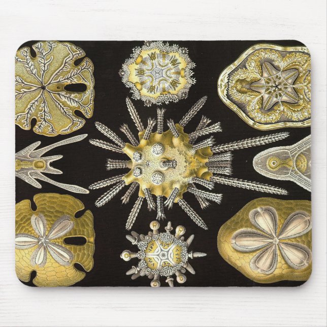 Mousepad Ernst Haeckel - tapete do rato de Echinidea (Frente)