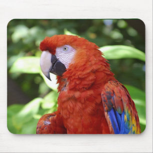 Mousepad Escarlate do Macaw