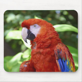 Mousepad Escarlate do Macaw