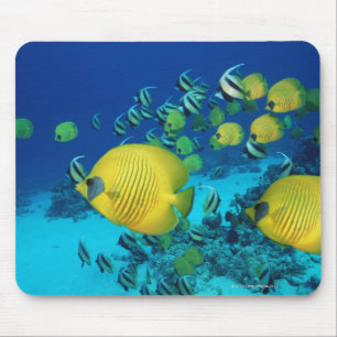 Mousepad Escola da natação dos peixes da borboleta no fun