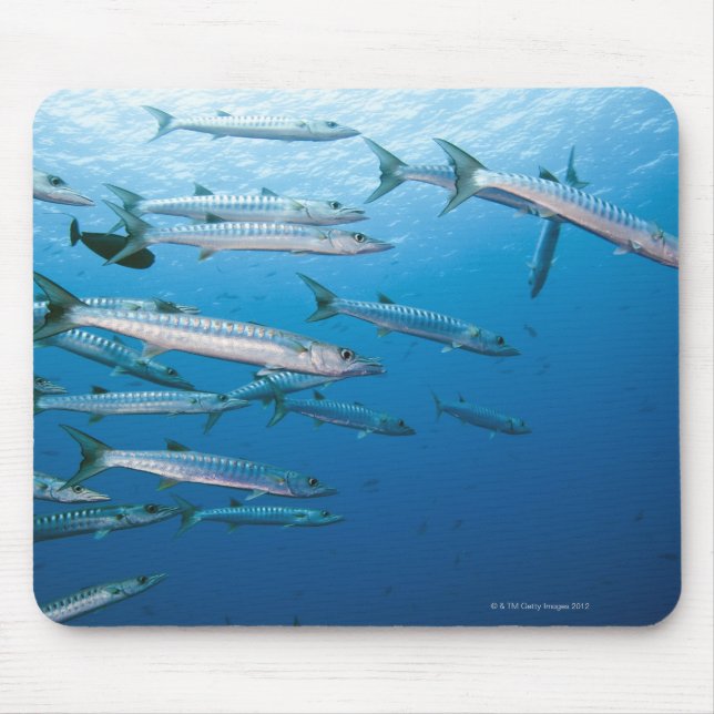 Mousepad Escola de barracuda negra (Sphyraena qenie) (Frente)