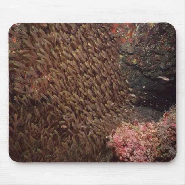 Mousepad Escola de Peixe 2 (Frente)