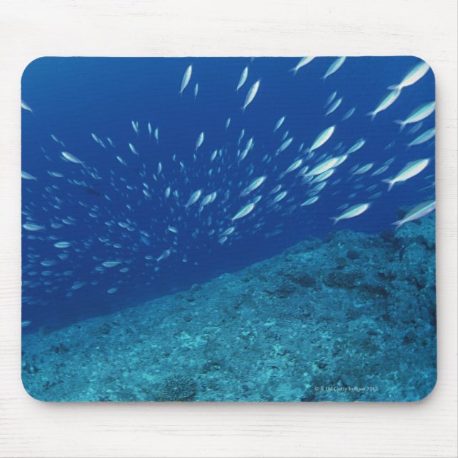Mousepad Escola de Peixe 6 (Frente)
