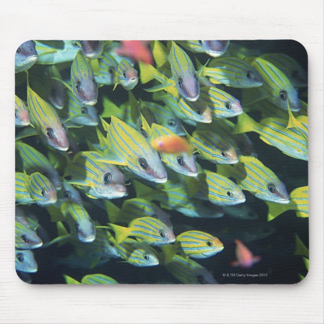Mousepad Escola de Peixe 7 (Frente)