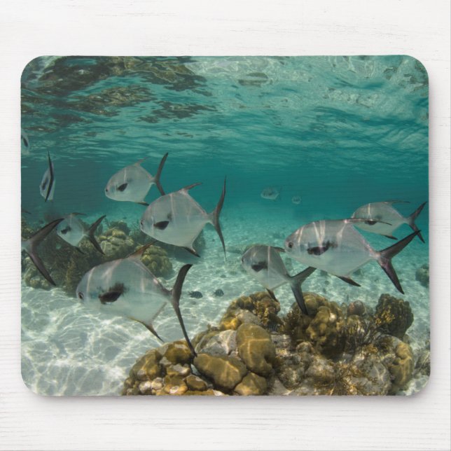 Mousepad Escola de Peixes Permitidos (Frente)