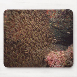 Mousepad Escola dos peixes 2
