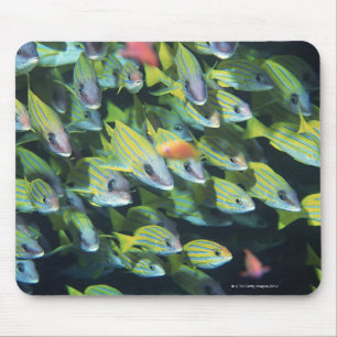 Mousepad Escola dos peixes 7