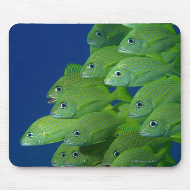 Mousepad Escola francesa bluestriped e margate grunts (Frente)