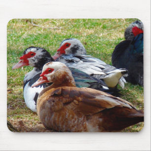 Mousepad Escovas