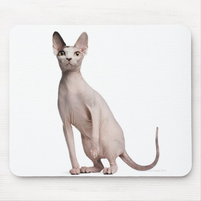 Mousepad Esfinge (13 meses de idade) (Frente)