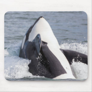 Mousepad Esfolamento de baleias de orca