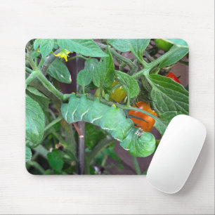 Mousepad Espadim Verde numa Planta de Tomate