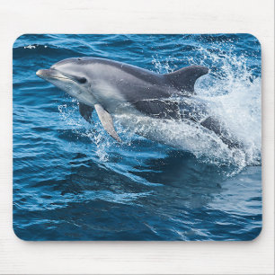 Mousepad Espirro do golfinho