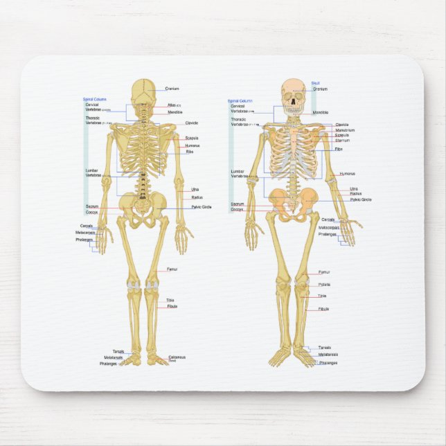 Mousepad Esqueleto humano etiquetado carta da anatomia (Frente)