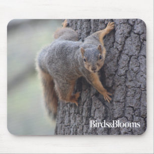 Mousepad Esquilo aderindo-se