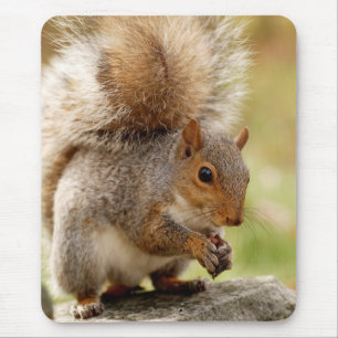 Mousepad Esquilo bonito