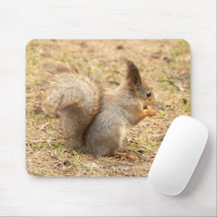 Mousepad Esquilo bonito come uma foto de noz