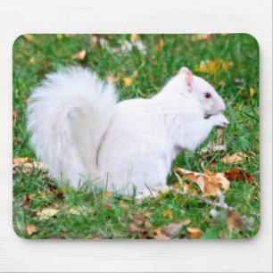 Mousepad - esquilo branco