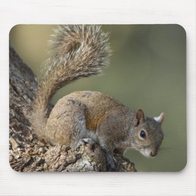 Mousepad Esquilo-cinzento-oriental, ou esquilo-cinzento (Frente)