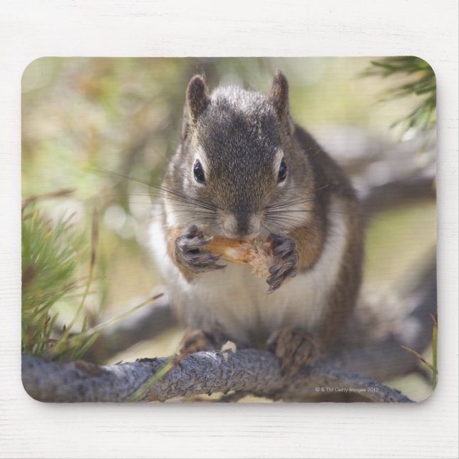 Mousepad Esquilo comendo um pinho (Frente)
