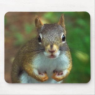 Mousepad Esquilo do pinho
