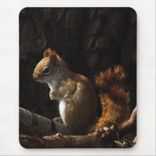 Mousepad Esquilo em um Patch de Luz do Sol