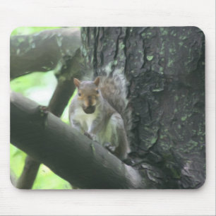 Mousepad Esquilo Na Arte Animal De Árvore