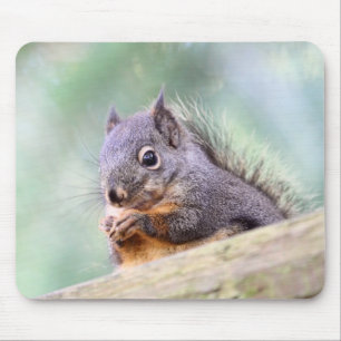 Mousepad Esquilo que Praying para amendoins