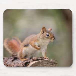 Mousepad Esquilo vermelho