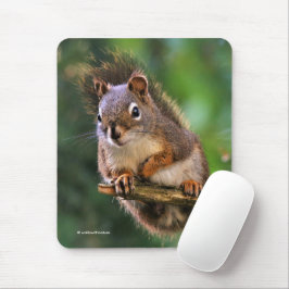 Mousepad Esquilo Vermelho de Saucy na Árvore Fir