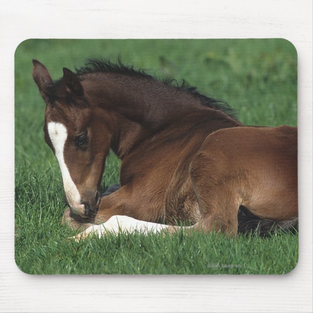 Mousepad Estabelecimento do potro de Warmblood (Frente)