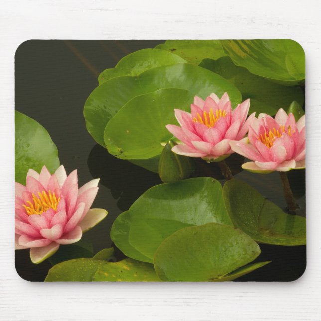 Mousepad Estados Unidos, DC, Washington, Kenilworth 4 (Frente)