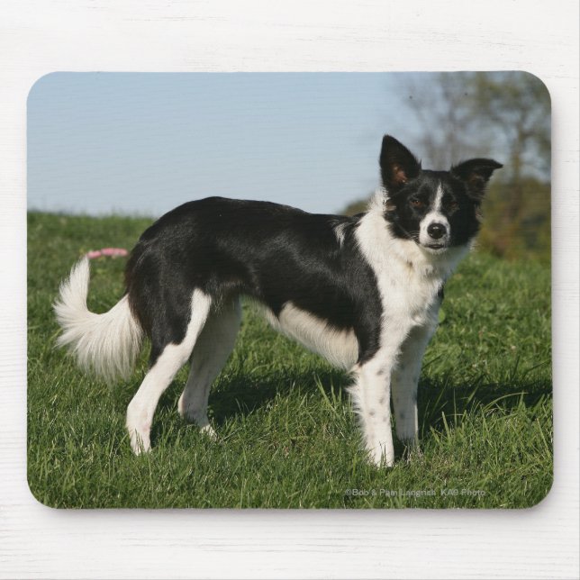 Mousepad Estar de border collie (Frente)