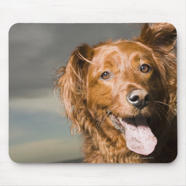 Mousepad Este cachorro é um recuperador de ouros. (Frente)