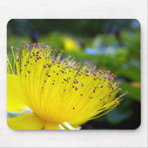 Mousepad Esteira do rato de Calcyinum do Hypericum