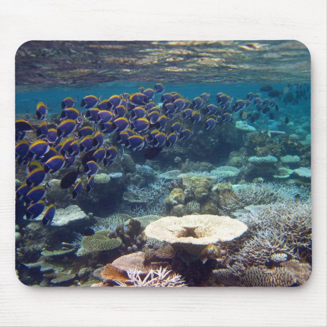 Mousepad Esteira do rato - peixe do cirurgião do azul de pó (Frente)