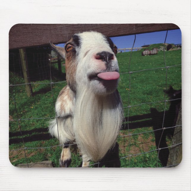 Mousepad Esteira insolente do rato da cabra (Frente)