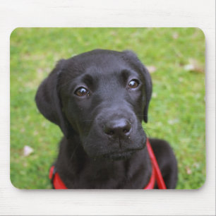 Mousepad Esteira preta do rato de Labrador