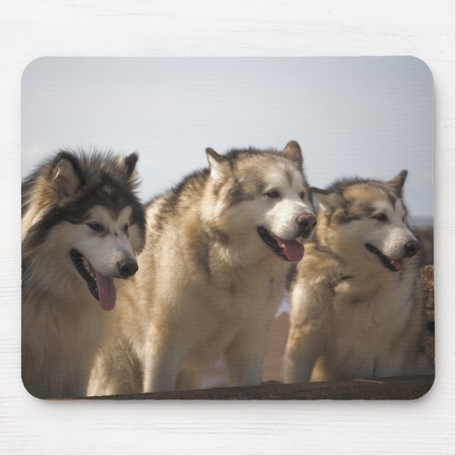 Mousepad Esteiras do rato dos Malamutes do Alasca (Frente)