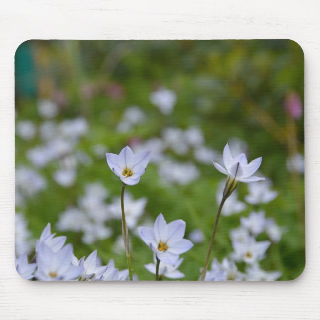 Mousepad Estrela-da-Primavera (Frente)