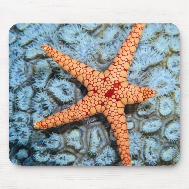 Mousepad Estrela do mar em um coral com Polips (Frente)