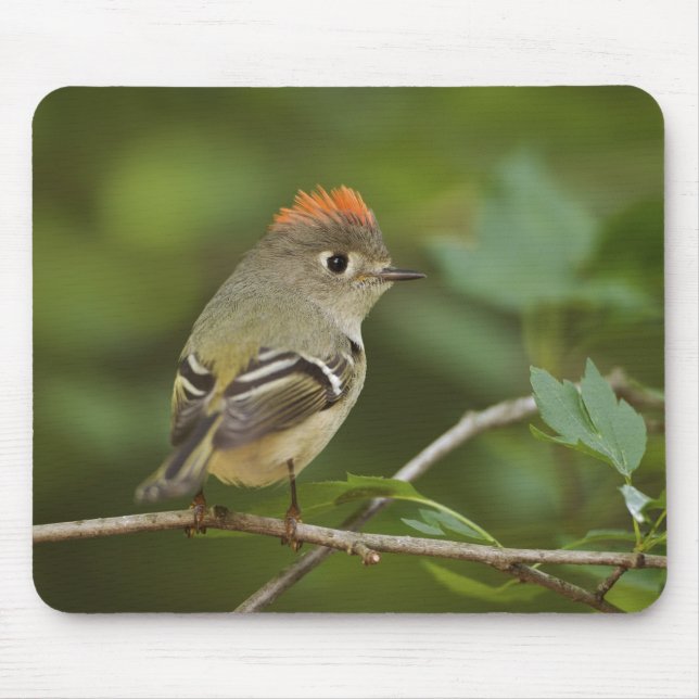 Mousepad Estrelinha-de-coroa-rubi-macho, Regulus calendula (Frente)