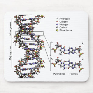 Mousepad Estrutura do DNA Diagrama das Bases do Ácido Desox