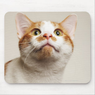 Mousepad Estúdio disparado do gato que olha acima