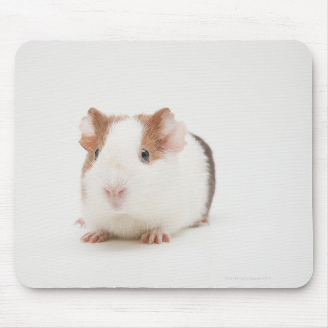 Mousepad Estúdio fotografado em Guiné Pig (Frente)
